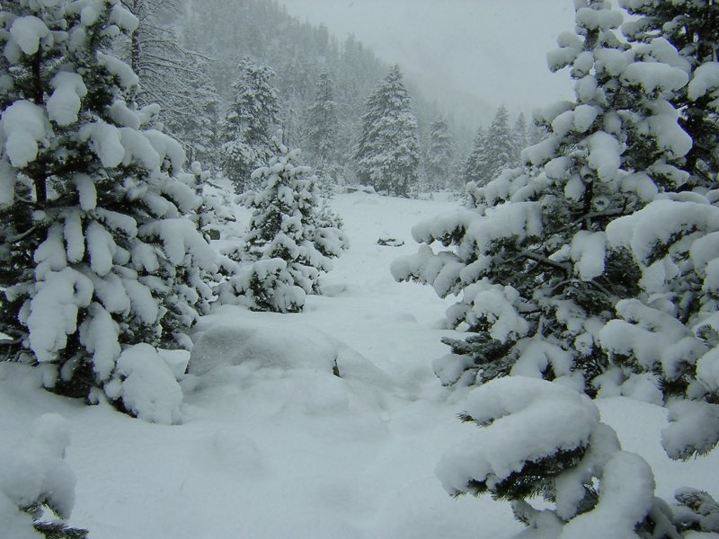 Foto del bosque del Valle de Coronas nevado.